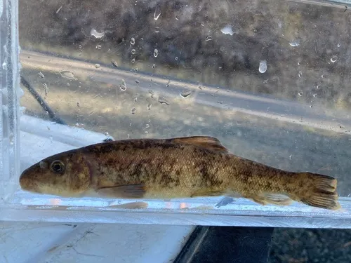 Modoc Sucker