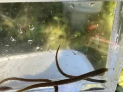 Pit-Klamath Brook Lamprey thumbnail 2