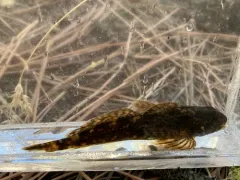 Pit Sculpin thumbnail 2