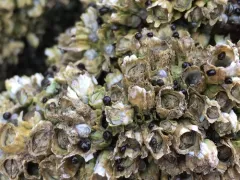 Pyrenocollema halodytes thumbnail 2