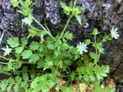 Bailey's Ivesia thumbnail 3