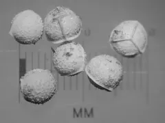western quillwort thumbnail 1