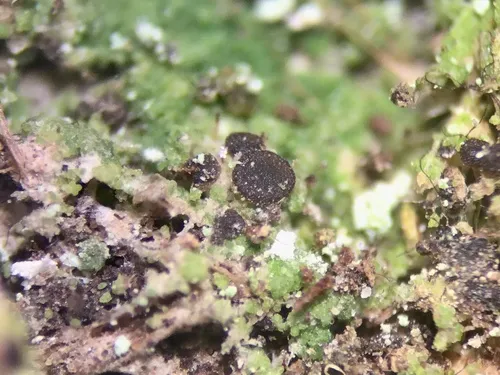 Catinaria atropurpurea