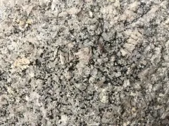 Common Coal Dust Lichen thumbnail 4