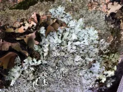 Smoky Crottle thumbnail 3