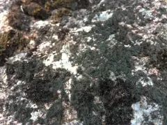 Waterside Rockshag Lichen thumbnail 3