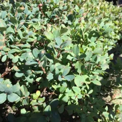 bog bilberry thumbnail 1