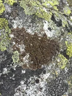 Chocolate Rim Lichen thumbnail 3