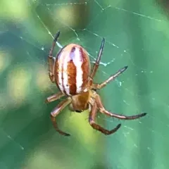 Openfield Orbweaver thumbnail 4