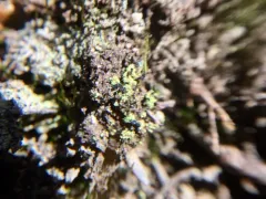 Golden Dot-Lichen thumbnail 3