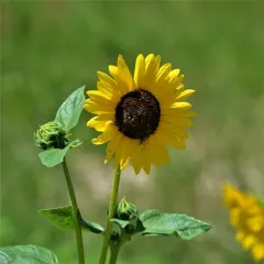 Common Sunflower thumbnail 3