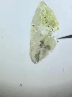 Merismopedia convoluta thumbnail 3