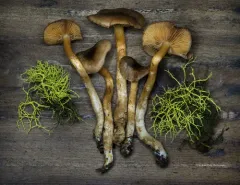 Cortinarius atrosquamosus thumbnail 3