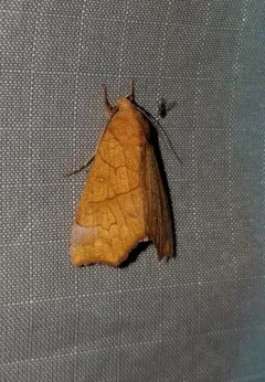 Yellow Scallop Moth thumbnail 3