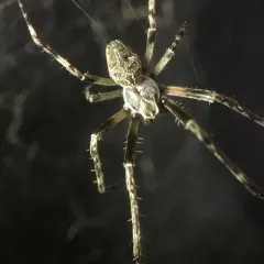 Grey Cross Spider thumbnail 3