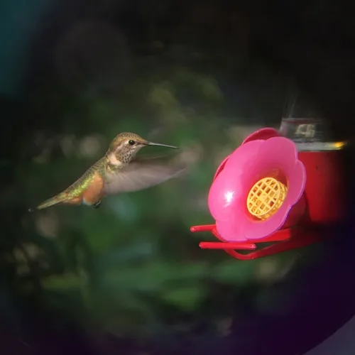 Rufous Hummingbird
