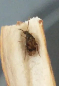 Cowpea Weevil thumbnail 1