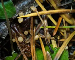 Heyderia abietis thumbnail 2
