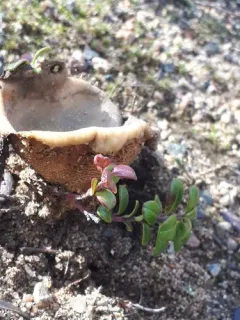 Scleroderma septentrionale thumbnail 3