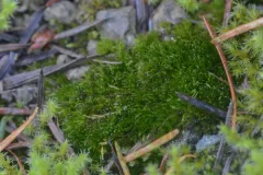 Curve-leaved Ditrichum thumbnail 2