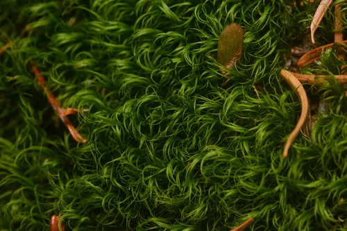 Dicranum pallidisetum