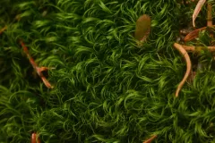 Dicranum pallidisetum thumbnail 1