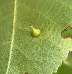 Hickory Smooth Gumdrop Gall Midge thumbnail 3