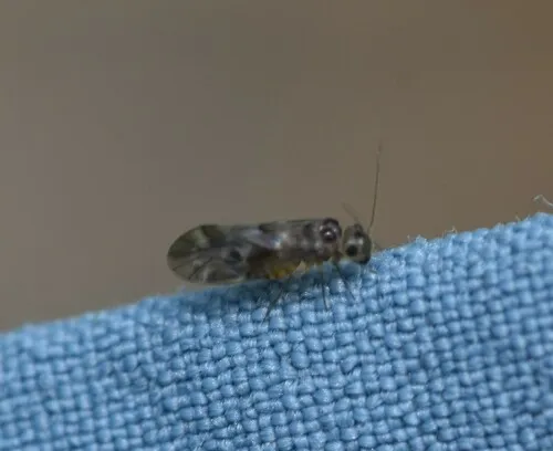 Peripsocus subfasciatus