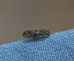 Peripsocus subfasciatus thumbnail 1