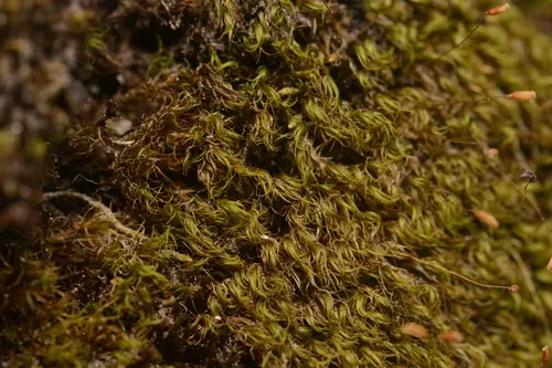 Starke's Fork-moss