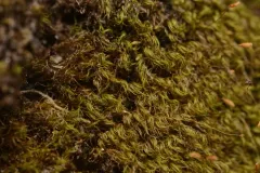 Starke's Fork-moss thumbnail 1