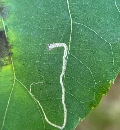Stigmella caryaefoliella thumbnail 2