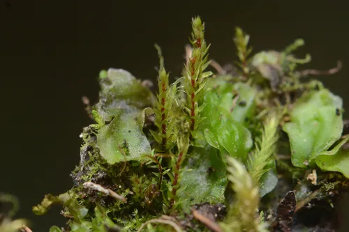 Drummond's Pohlia Moss