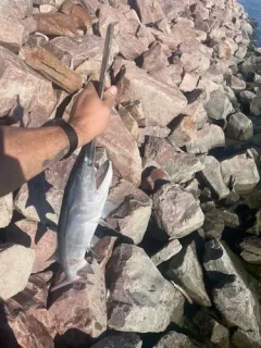 American Paddlefish thumbnail 2
