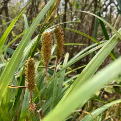 Cyperus Sedge thumbnail 3