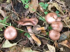 Brownish Chroogomphus thumbnail 3