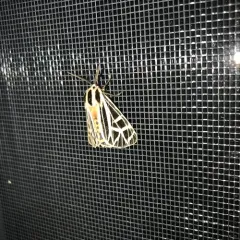 Parthenice Tiger Moth thumbnail 4