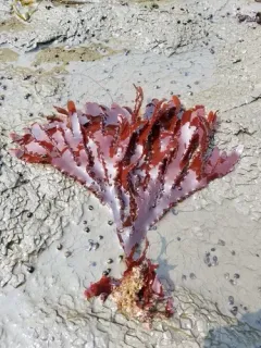 Grape Tongue thumbnail 2