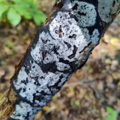 hypoxylon canker thumbnail 2