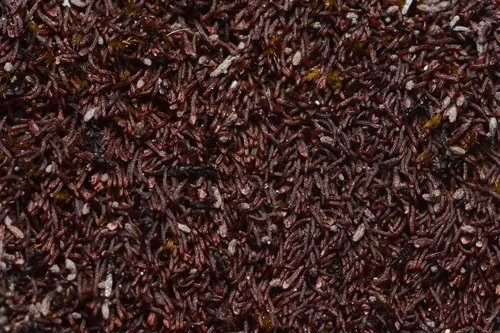 Snow Rustwort