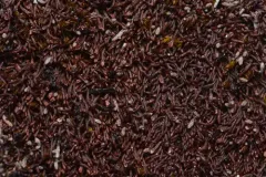 Snow Rustwort thumbnail 1