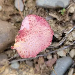 Red Bog Bolete thumbnail 1