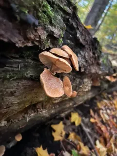 Cystoderma granosum thumbnail 3