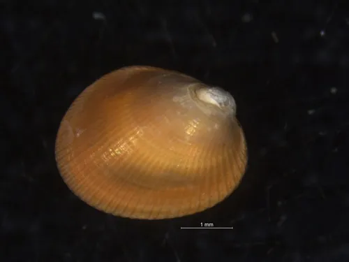 Bean Crenella