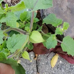 Strawberry Groundcherry thumbnail 3