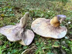 Lactarius montanus thumbnail 2