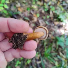 Gyroporus borealis thumbnail 4
