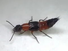 Laetulonthus laetulus thumbnail 4