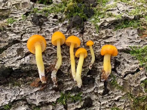 Hygrocybe subceracea