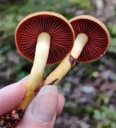 Cortinarius tinctorum thumbnail 2